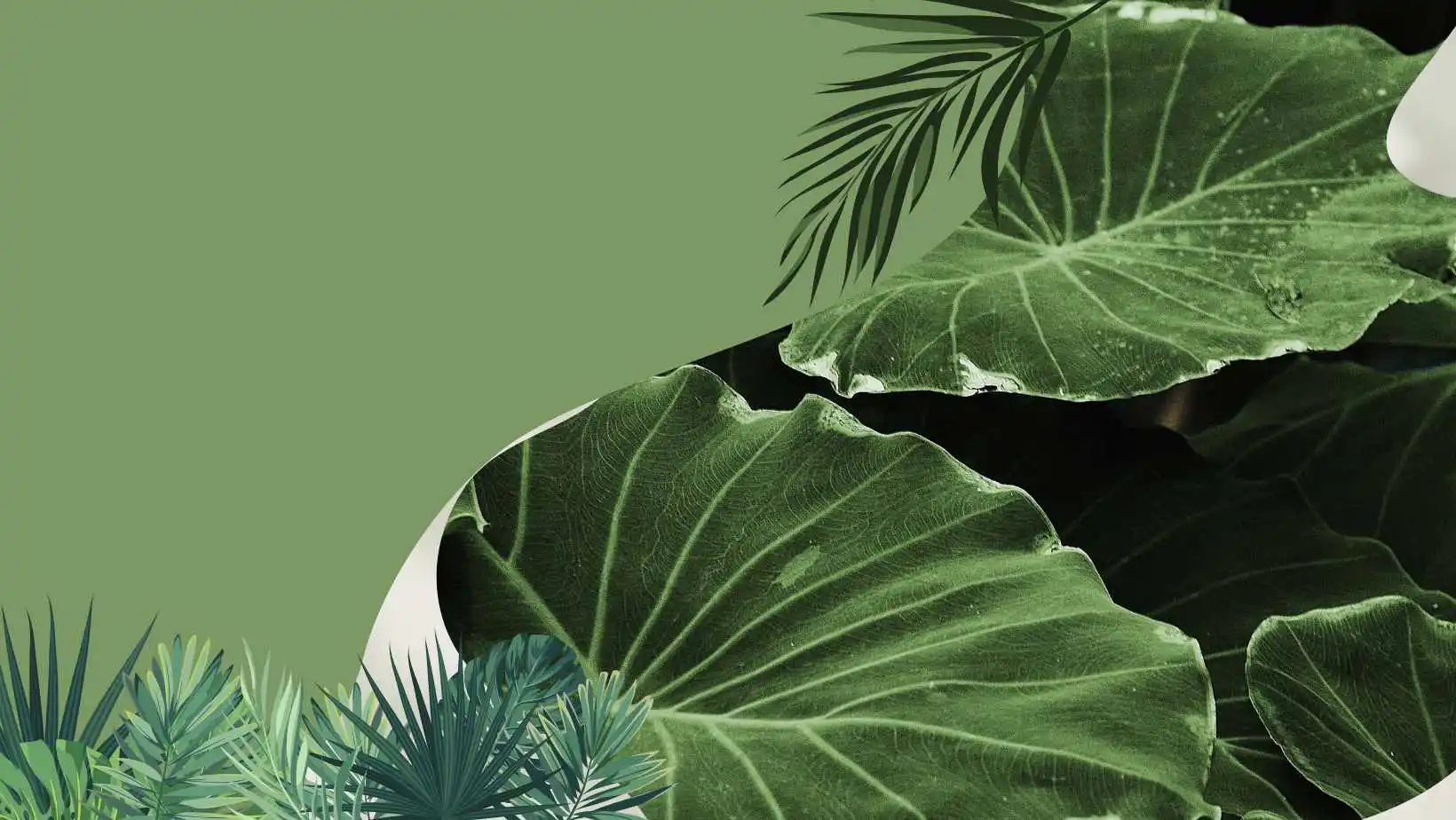 Conheça todos as plantas pelo celular