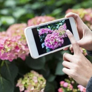 Identificando plantas pelo celular: Apps gratuitos